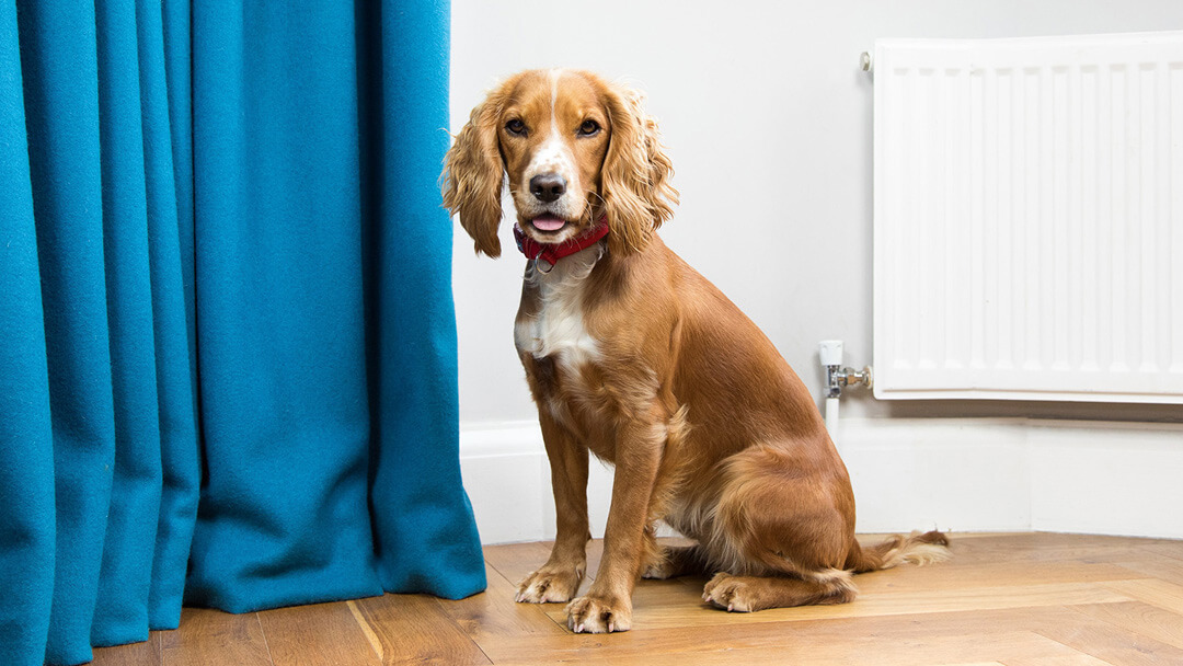 Dog Puberty What You Need To Know Purina